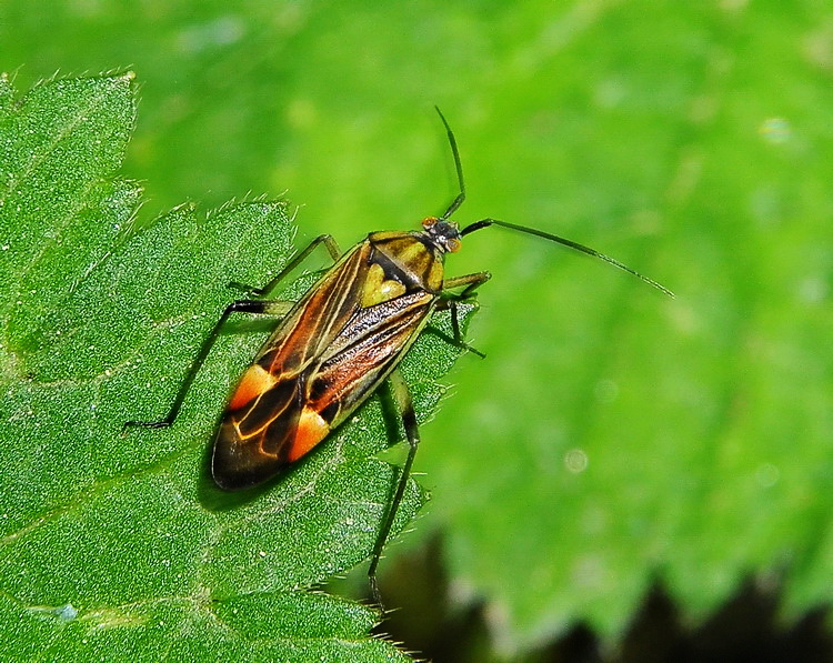 Lui chi ? Actinonotus pulcher (Miridae) di Toscana